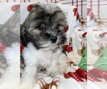 Small Photo #13 Zuchon Puppy For Sale in SYLMAR, CA, USA