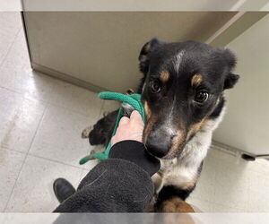 Border-Aussie Dogs for adoption in Ames, IA, USA