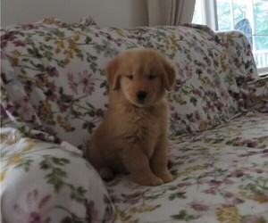 Golden Retriever Puppy for Sale in MECHANICSVILLE, Maryland USA