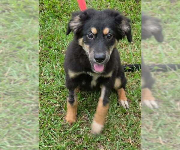 Medium Photo #1 German Shepherd Dog-Unknown Mix Puppy For Sale in Brewster, NY, USA
