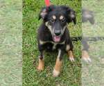 Trixie - Female German Shepherd Dog-Unknown Mix Dog for Adoption - Small photo