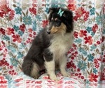Small Photo #9 Collie Puppy For Sale in LAKELAND, FL, USA