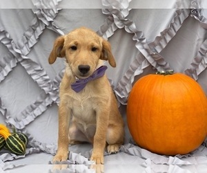 Double Doodle Puppy for sale in LANCASTER, PA, USA