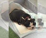 Puppy Puppy 1 English Bulldog