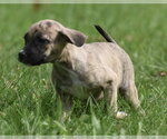 Small #6 Boxer Mix