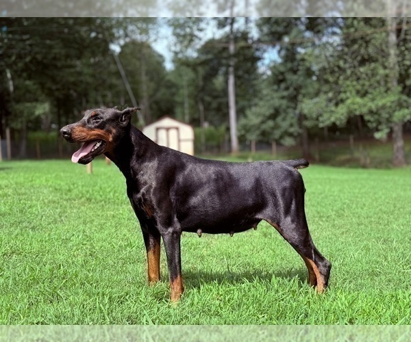 Medium Photo #4 Doberman Pinscher Puppy For Sale in NEWTON, NC, USA