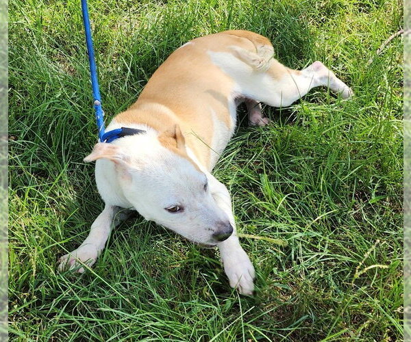 Medium Photo #3 American Pit Bull Terrier-Unknown Mix Puppy For Sale in Wetumpka, AL, USA