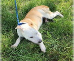 Small #2 American Pit Bull Terrier Mix