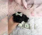 Small #6 Poodle (Toy)
