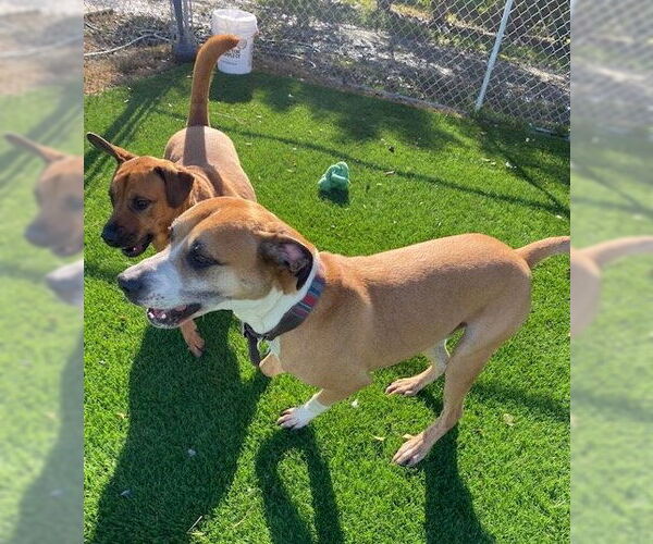 Medium Photo #4 Labrador Retriever-Unknown Mix Puppy For Sale in Davis, CA, USA