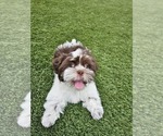 Small Photo #2 Shih Apso Puppy For Sale in GOODYEAR, AZ, USA