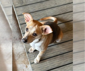 Charli in TX - Female Mutt Dog for Adoption - Photo #2