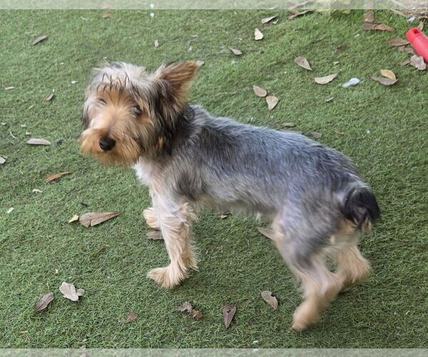 Medium Photo #4 Mutt Puppy For Sale in Spring, TX, USA