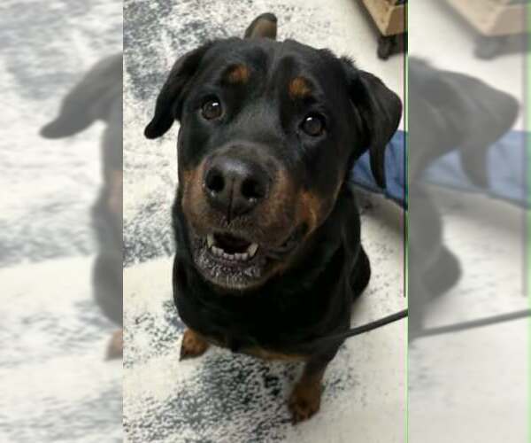 Medium Photo #1 Rottweiler Puppy For Sale in Hillsboro, NH, USA