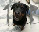 Small Rottweiler