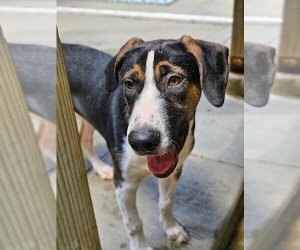 Medium Photo #6 Coonhound-Unknown Mix Puppy For Sale in Chicago, IL, USA
