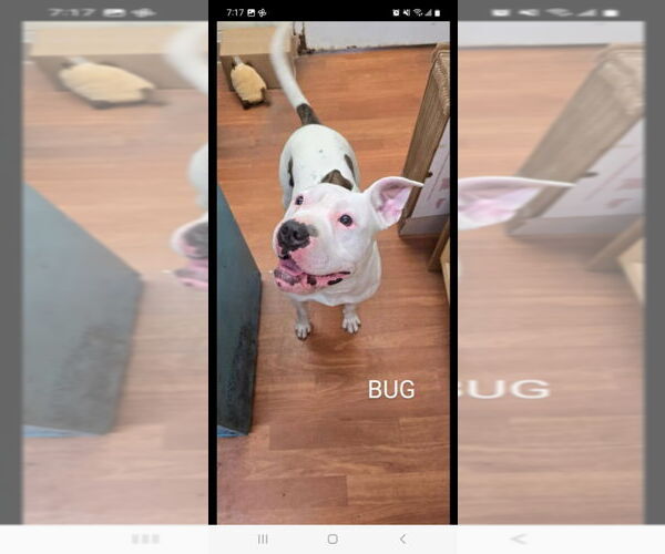 Medium Photo #4 American Staffordshire Terrier-Unknown Mix Puppy For Sale in Richmond, IN, USA
