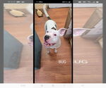 Small #3 American Staffordshire Terrier Mix