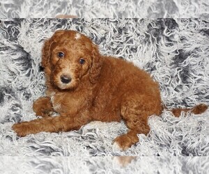 Labradoodle Puppy for sale in LA HABRA, CA, USA