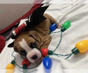 Boxer Puppy for sale in RIALTO, CA, USA