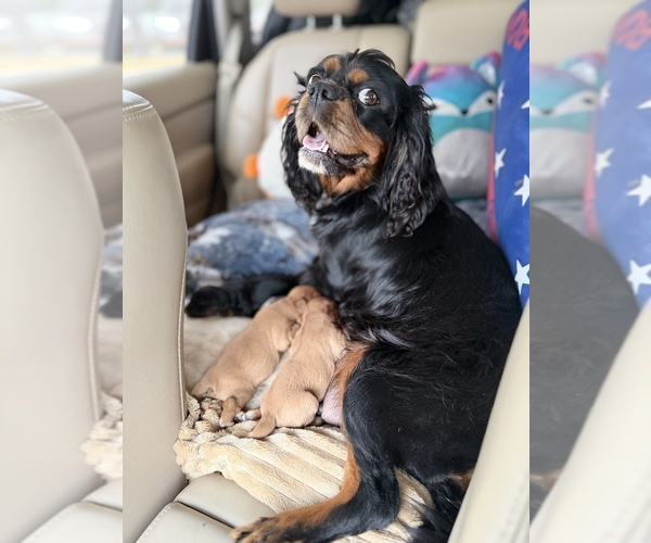 Medium Photo #15 Cavalier King Charles Spaniel Puppy For Sale in WAXAHACHIE, TX, USA