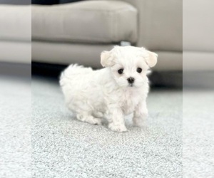 Maltese Puppy for sale in E WATERTOWN, MA, USA