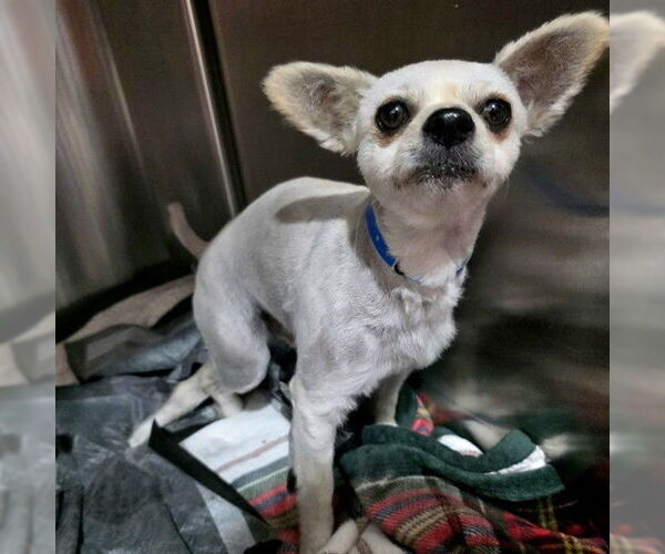 Medium Photo #1 Chihuahua-Unknown Mix Puppy For Sale in Long Beach, CA, USA