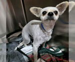 Small Chihuahua Mix