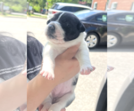 Small #1 Mutt