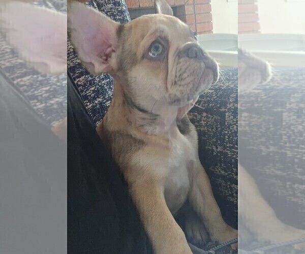 Medium Photo #14 French Bulldog Puppy For Sale in CHINO HILLS, CA, USA