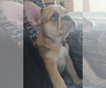 Small #13 French Bulldog