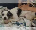 Small #1 Mutt