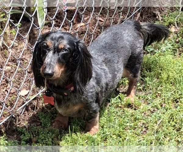 Medium Photo #1 Dachshund Puppy For Sale in Weston, FL, USA