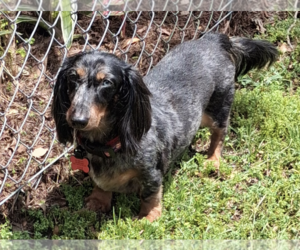 Dachshund Dogs for adoption in Weston, FL, USA