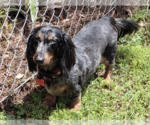 Small Dachshund