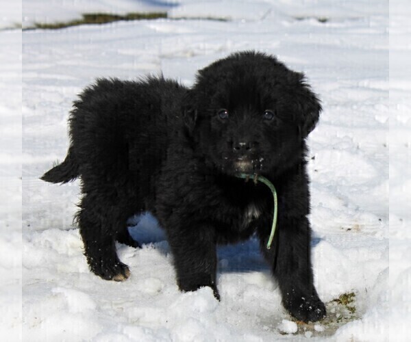 Medium Photo #5 Golden Mountain Dog Puppy For Sale in CLAYTON, WA, USA