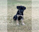 Small #3 Mutt