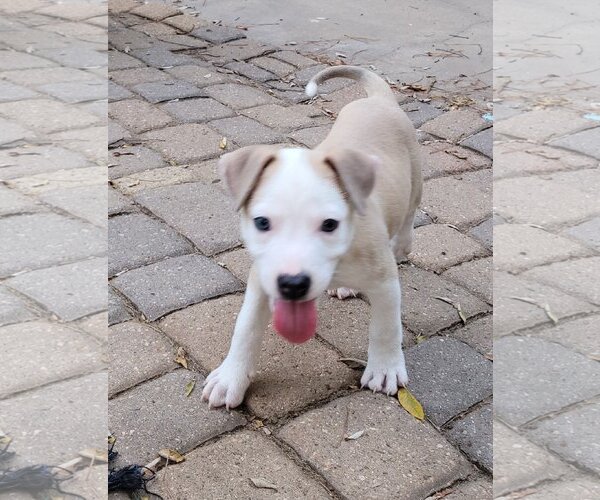 Medium Photo #8 Sheprador Puppy For Sale in Spring, TX, USA