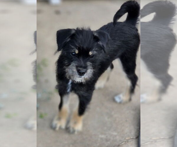 Medium Photo #1 Mutt Puppy For Sale in Rosenberg, TX, USA