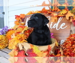 Small Photo #6 Labrador Retriever Puppy For Sale in MOUNT AIRY, NC, USA