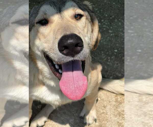 Medium Photo #2 Anatolian Shepherd-Unknown Mix Puppy For Sale in NYC, NY, USA