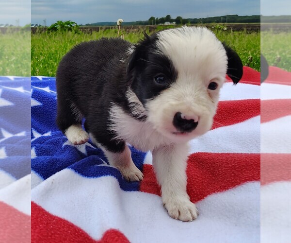 Medium Photo #4 Border Collie Puppy For Sale in NORBORNE, MO, USA