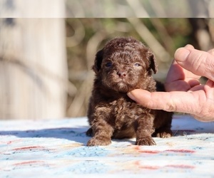ShihPoo Puppy for sale in DYERSBURG, TN, USA