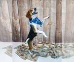 Small #2 Beagle