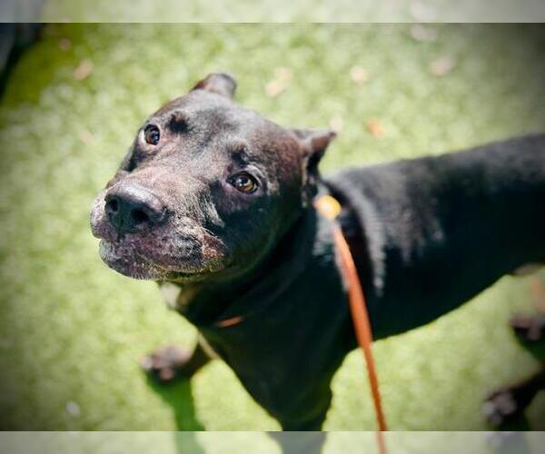 Medium Photo #2 American Pit Bull Terrier-Labrador Retriever Mix Puppy For Sale in Orlando, FL, USA