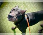 Small #1 American Pit Bull Terrier-Labrador Retriever Mix