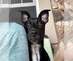 Small #1 Chihuahua Mix