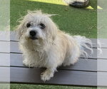 Small #1 Shih-Poo