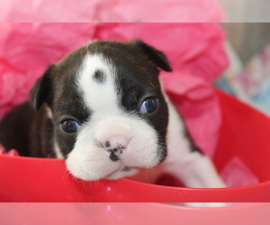 Boston Terrier Puppy for sale in BROOKSVILLE, FL, USA