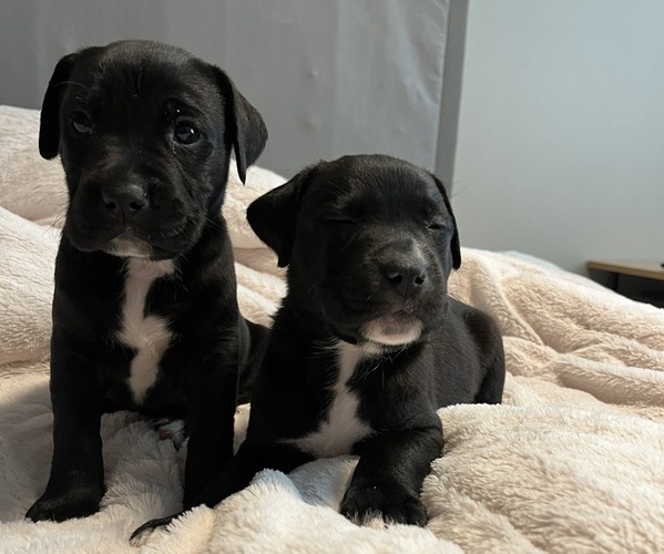 Medium Photo #7 American Pit Bull Terrier-Labrador Retriever Mix Puppy For Sale in JETERSVILLE, VA, USA